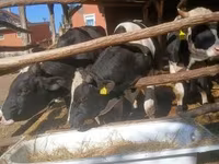 Bull, Holstein breed — photo 3