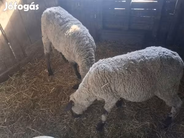 Овца, Бараны