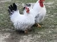 Chickens — zdjęcie 4