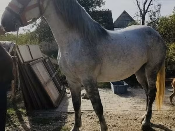 Бие, Andalusian horse — Венгрия