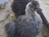 Silkie — foto 4