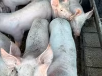 Schweine (Partie, Geschlecht nicht angegeben), Пьетрен — Foto 3