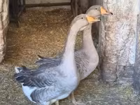 Geese — photo 4