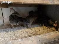 Датская несушка — фото 5