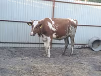 Krowa, Ayrshire — zdjęcie 3
