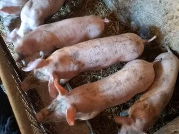 Pigs (batch, sex not specified), Pigs — Hungary