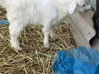 Bak, Saanen goat — 1. fotó