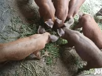 خنزيرة, Дюрок — الصورة 2