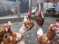 Chickens — foto 5