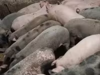 公猪, Pigs — 照片 8