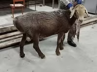 Қошқар, Ordabasy sheep — 2-сурет