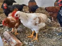 Chickens — Foto 7