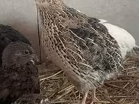 Quails — photo 2
