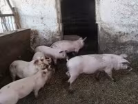 मादा सूअर — फ़ोटो 1