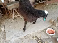 Baran, Blackheaded Persian sheep — zdjęcie 7