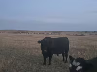 Toro, Latvian Blue cattle — foto 1