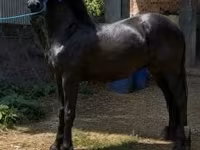 Айғыр, Friesian — 4-сурет