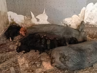 公猪, Pigs — 照片 7