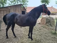 Kanca, Hungarian horse breed — 2. fotó