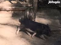 Boar, Вьетнамская вислобрюхая — photo 3