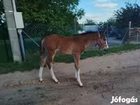 فرس, Hungarian horse breed — الصورة 5