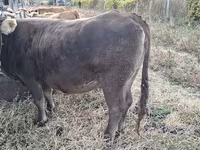 母牛, Cattle — 照片 8