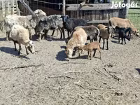 Juhok (tétel, nem megadva), Cameroon sheep — 1. fotó