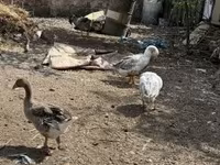 Geese — zdjęcie 2