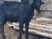 Bak, Anatolian Black goats — 4. fotó
