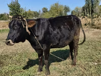 İnək, Alatau irqi — foto 2