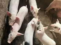 Sow, Pigs — photo 6
