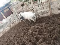 Boar, Дюрок — photo 3