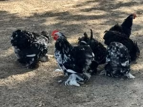 Pekin-Zwerg