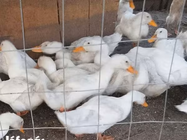 American Pekin