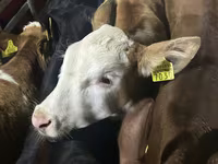 Bovinos (lote, sexo no especificado), Simmental cattle — foto 1