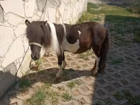Hing, Falabella — 3. fotó