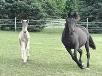 Kanca, Black Sea breed — 8. fotó