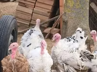 Turkeys — foto 2