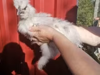 Silkie — 2. fotó