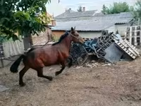 Hing, Lovak — 1. fotó