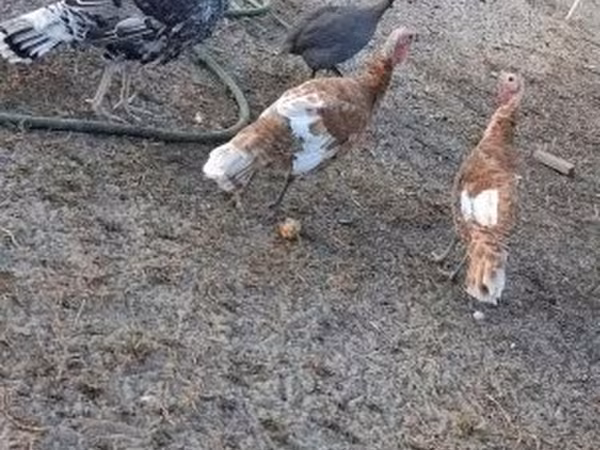 Turkeys