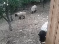 公羊, White Suffolk sheep — 照片 8