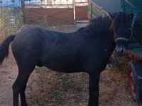 公马, Horses — 照片 2