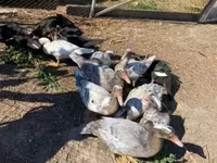 Ducks — zdjęcie 3