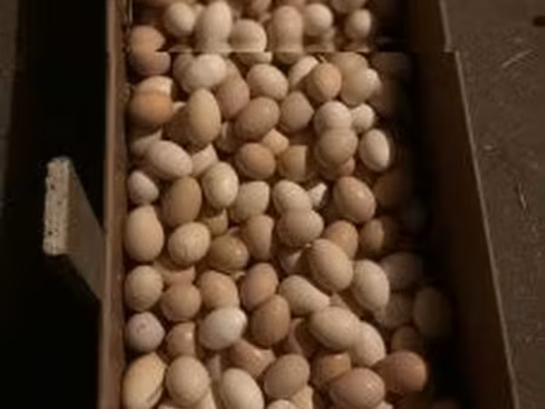 Chickens