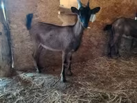 عنزة, Alpine goat — الصورة 1