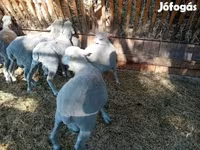Kos, Merino sheep — 5. fotó