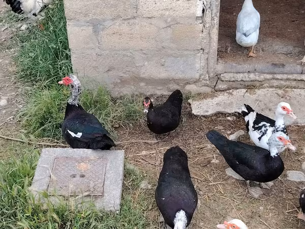 Hausente
