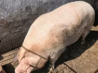 公猪, Pigs — 照片 2