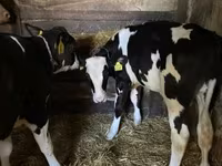 Bika, Holstein fajta — 2. fotó